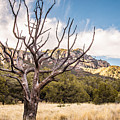 Dead Tree in Boot Canyon