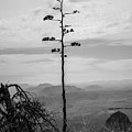Flowering agave stem